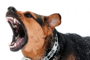 Aggressive Dog Training in Maryland