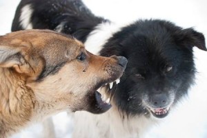 Dog Aggressive Dogs- Dog Training Behavior Modification